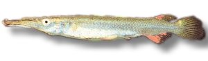 pusillus (3 - 4 cm)