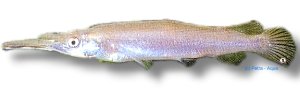 sp. silver (4 - 6 cm)