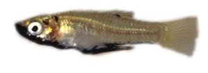 metallicus (3 - 4 cm)