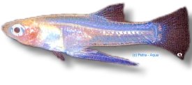 Yellow Belly, Sickle Girard (Girardinus falcatus) 3–4 cm