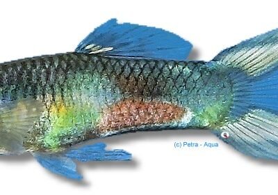 Poecilia reticulata male double sword 3–4 cm