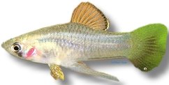 Merry Widow (Phallichthys amates) >2,5 cm