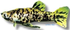 caudomaculatus /reti (3 - 4 cm)