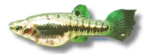 Mosquito Fish, Dwaf Top Minnow (Heterandria formosa) 2–3 cm