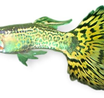 cobra green (3 - 4 cm)