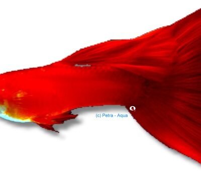 Guppy full red male (Poecilia reticulata male full red) 3–4 cm