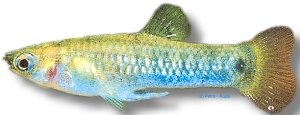melanogaster (3 - 4 cm)