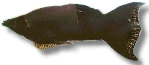 lyra molly (3,5 - 5 cm)