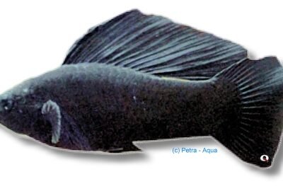 Poecilia latipinna black molly 4–5 cm