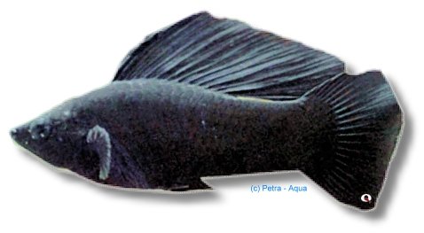petra-6065 petra-6065