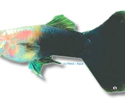 Guppy male black (Poecilia reticulata male black) 3–4 cm