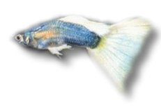 Guppy show Japan blond (Poecilia reticulata male japan blond) 3–4 cm