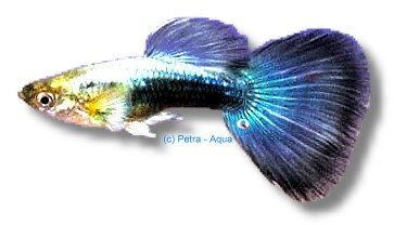 metallic blue neon (3 - 4 cm)