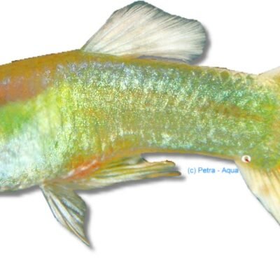 golden yellow (3 - 4 cm)