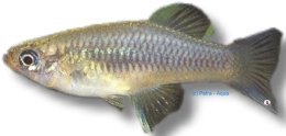 intermedia (4 - 5 cm)