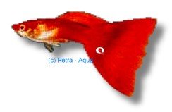 red delta neon (3 - 4 cm)