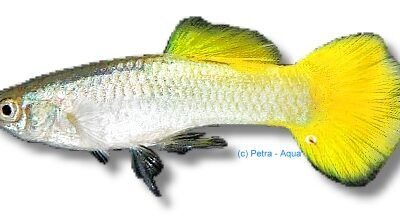 lemon (3 - 4 cm)