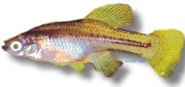 Twoline skiffia (Skiffia bilineata) 2–3 cm