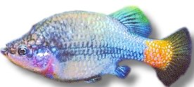 Red-Tailed Goodeid (Xenotoca eiseni) 3,5–4,5 cm