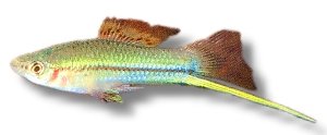 green (4 - 5 cm)