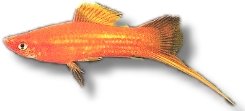 Swordtail Red (Xiphophorus helleri red) 4–5 cm