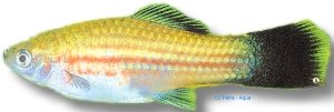 green wagteil (4 - 5 cm)