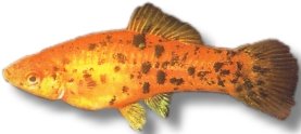 Swordtail Berlin (Xiphophorus helleri berlin) 4–5 cm