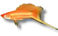 Swordtail Red Simpson (Xiphophorus helleri red simpson) 4–5 cm