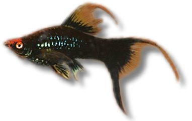 Swordtail Black Lyra (Xiphophorus helleri black lyra) 4–5 cm