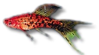 Swordtail Berlin Lyra (Xiphophorus helleri berlin lyra) 4–5 cm