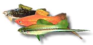 mixture (4 - 5 cm)