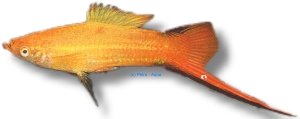 commet pink (4 - 5 cm)