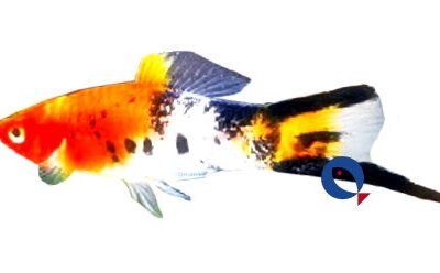 Xiphophorus helleri koi sanke 3–4 cm