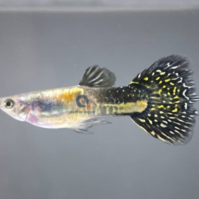 rainbow (3 - 4 cm)