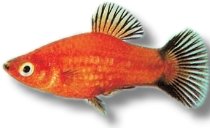 Platy Red Wagtail (Xiphophorus maculatus red wagteil) 3–4 cm