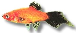 Platy Red Pintail (Xiphophorus maculatus red spitz wg) 3–4 cm