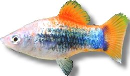 Platy Tuxedo (Xiphophorus maculatus red tuxedo) 3–4 cm