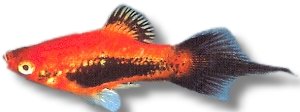 tuxedo spitz (3 - 4 cm)