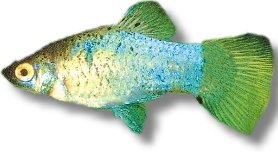 tuxedo blue (3 - 4 cm)