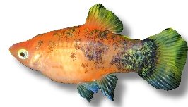 Platy Berlin (Xiphophorus maculatus berlin) 3 cm