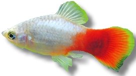 Platy Blue-Red (Xiphophorus maculatus blue - red) 3–4 cm