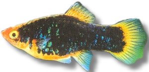 Platy Black (Xiphophorus maculatus black) 3–4 cm