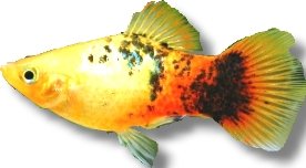 gold koi (3 - 4 cm)