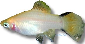 red comet (3 - 4 cm)