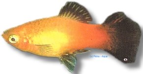 gold wg spitz (3 - 4 cm)