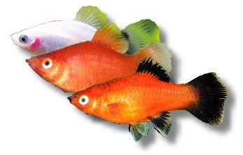 mixture (5 - 6 cm)