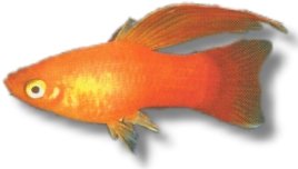 simpson (3 - 4 cm)