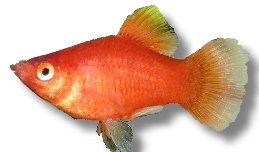 Platy Coral Red (Xiphophorus maculatus coral) 2–2,5 cm