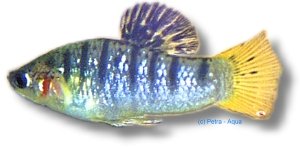nigrofasciata (3 - 4 cm)