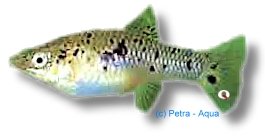 vittata wild (3 - 4 cm)